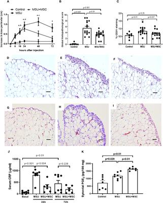 MSC therapy ameliorates experimental gouty arthritis hinting an early COX-2 induction